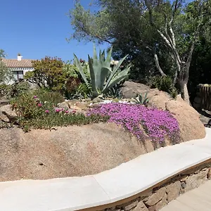 L'olivastro A Porto Cervo